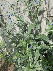 Cynoglossum amabile