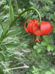 Lilium carniolicum
