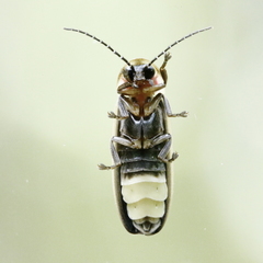 Photinus