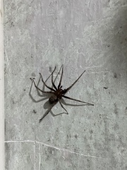 Agelenidae