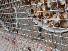 Gasteruption assectator