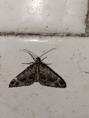 Larentiinae