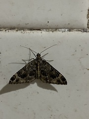 Larentiinae