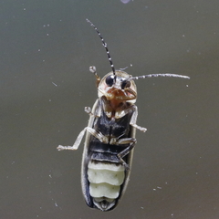 Photinus
