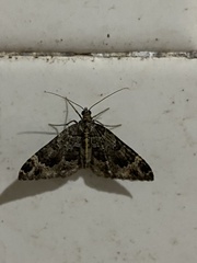 Larentiinae