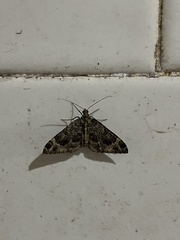 Larentiinae