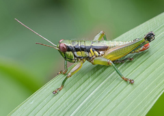 Parascopas sanguineus