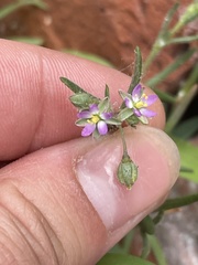 Spergularia rubra