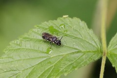 Hylaeus communis