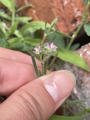 Spergularia rubra
