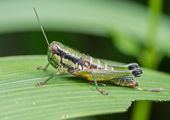 Parascopas sanguineus