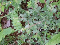 Salix repens argentea