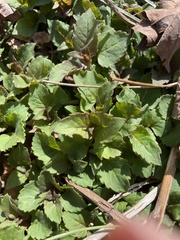 Monarda bradburiana