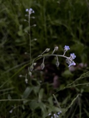 Myosotis arvensis