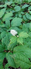 Actaea spicata