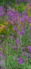 Hesperis matronalis