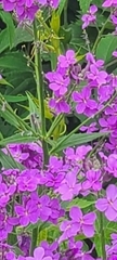 Hesperis matronalis
