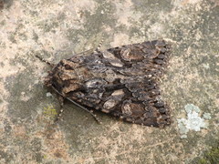 Dryobotodes tenebrosa