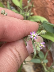 Spergularia rubra