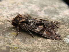 Dryobotodes tenebrosa