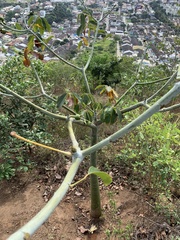 Pseudobombax grandiflorum