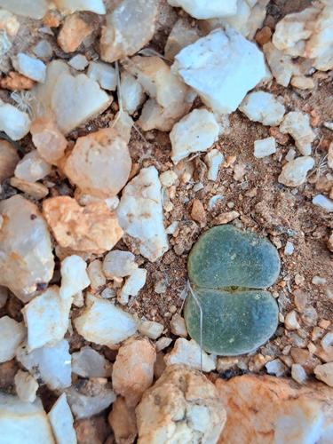 Ophthalmophyllum friedrichiae 2