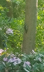 Dendrocopos major