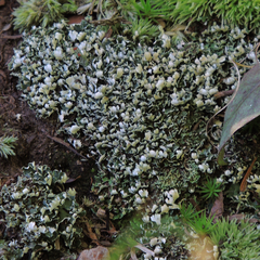 Cladonia subcariosa