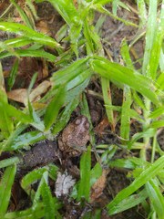 Pleurodema brachyops