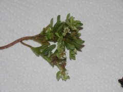 Sedum hispanicum