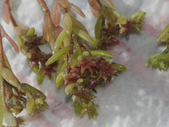 Sedum hispanicum