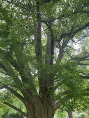 Ginkgo biloba