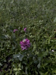 Trifolium pratense