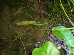 Cnemidophorus gaigei