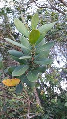 Azara uruguayensis