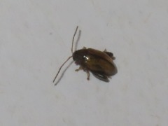 Longitarsus pellucidus