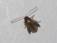Longitarsus pellucidus