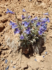 Penstemon wardii
