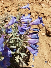 Penstemon wardii