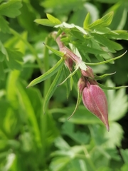 Aquilegia jucunda