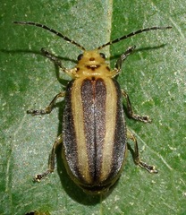 Derospidea brevicollis