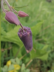 Aquilegia jucunda