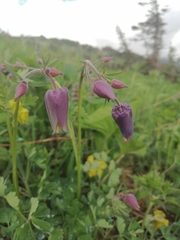 Aquilegia jucunda
