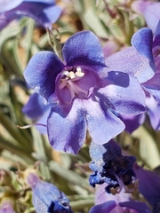 Penstemon wardii