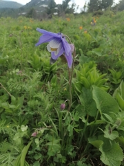 Aquilegia jucunda