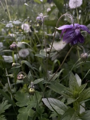 Aquilegia vulgaris