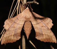 Amorpha juglandis