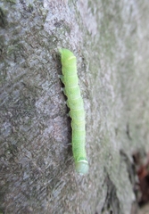 Orthosia cerasi