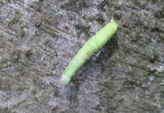 Orthosia cerasi