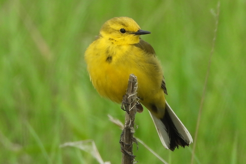 Yellow-headed Wagtail